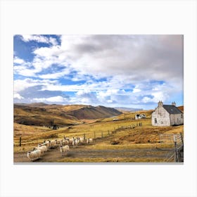 Sheep In Scotland (Scotland Series) Canvas Print