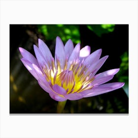 Lotus Flower Canvas Print