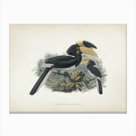 Vintage Keulemans 2 Anthracoceros Coronatus Canvas Print