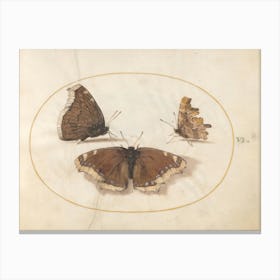 Three Brown Butterflies (c. 1575-1580), Joris Hoefnagel Canvas Print