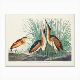 Least Bittern, Birds Of America, John James Audubon Canvas Print