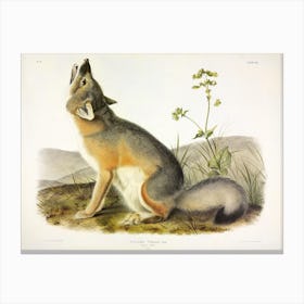 Swift Fox, John James Audobon Canvas Print