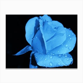 Blue Rose 1 Canvas Print