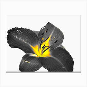 Black Lily Canvas Print