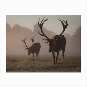 Misty Meadow Elk Canvas Print
