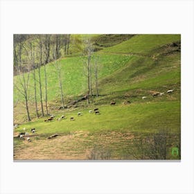 Herds Of Cattle In The Mountains 20230416110881 Canvas Print