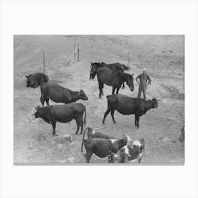 Cows And Horses Belonging To Mr, Schoenfeldt, Russian German Fsa (Farm Security Administration) Client Canvas Print