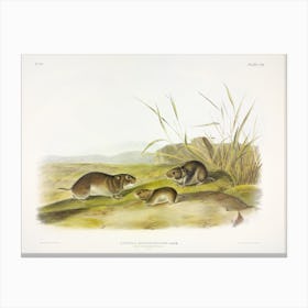 Yellow Cheeked Meadow Mouse, John James Audubon Canvas Print