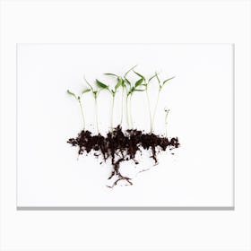 Pepper Sprouts Canvas Print