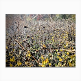 Sunflowers In The Field Canvas Print