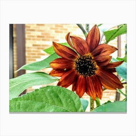 Sunflower 1 Canvas Print