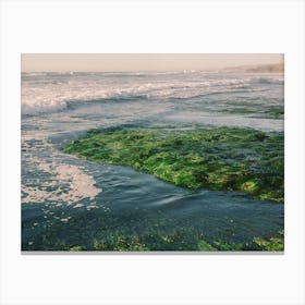 Seagrass Beach Of Southern California In Sunset Canvas Print