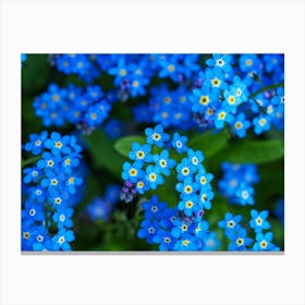 Forget-me-not Flowers Canvas Print