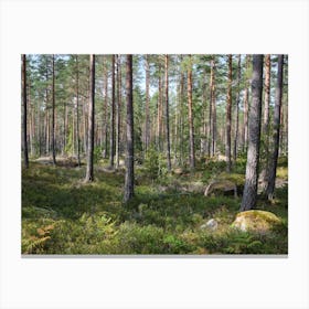 Swedish forrest 40896 Canvas Print