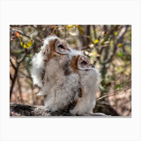 Barn Owls Canvas Print