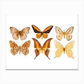 Collection Of Six Cream Colored Butterflies Canvas Print