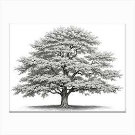 maple tree pencil sketch ultra detailed 2 Canvas Print