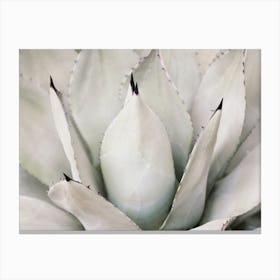 Neutral Agave Plant Canvas Print