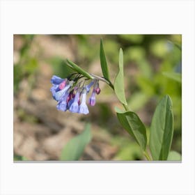 Virginia Bluebell Flowers Canvas Print