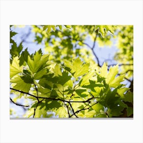 Young Green Sunny Plane Leafs Canvas Print
