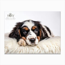 English Spaniel Puppy Lying On Soft White Fur In A Closeup Portrait Adorned With A Gold Collarcol Stampe su tela