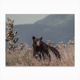 Mountain Black Bear Canvas Print