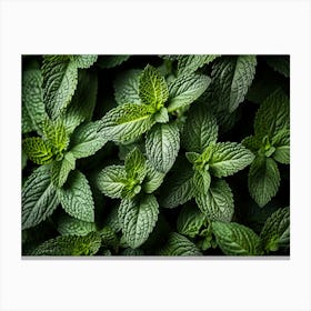 Close Up Of Mint Leaves Canvas Print