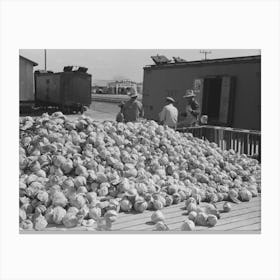 Pile Of Cabbages With Mexican Graders In Background, Alamo, Texas By Russell Lee Canvas Print