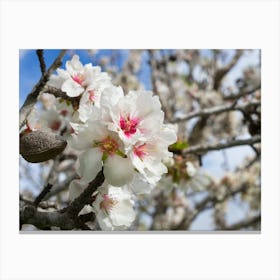 White almond blossoms in the sunlight Canvas Print