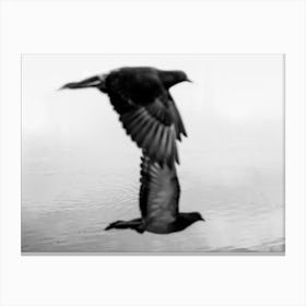 Black And White Phography. Two Black Birds. Horizontal Version Canvas Print