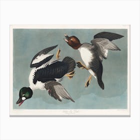Golden Eye Duck, Birds Of America, John James Audubon Canvas Print
