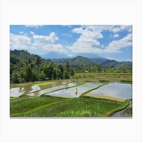 Rice Fields Canvas Print