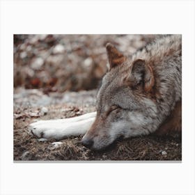 Sleeping Wolf Canvas Print