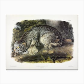 Canada Lynx, John James Audubon Canvas Print