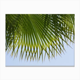Palm leaf against a blue sky Canvas Print