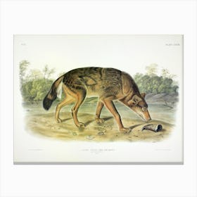 Texan Wolf, John James Audubon Canvas Print