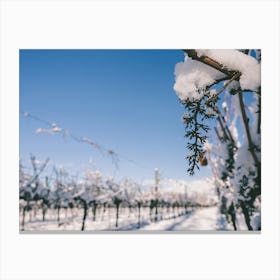 Unitltled 11 - Snow in the Vineyard Series Canvas Print