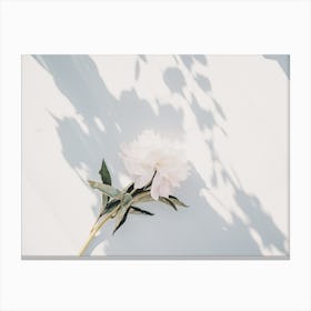 White Dhalia Canvas Print