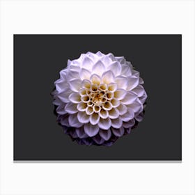 Dahlia Canvas Print