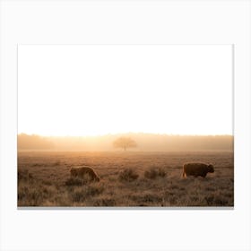 Highlander Cows With Sunrise Canvas Print