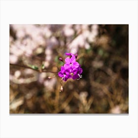 Purple Flower Canvas Print