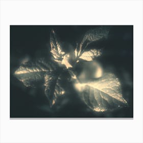 Night. Plants under the lights Canvas Print