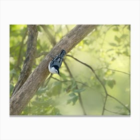 White Breasted Nuthatch 1 Canvas Print
