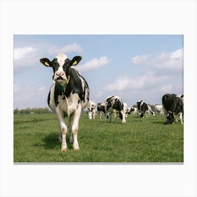 The cow says moo | The Netherlands  Canvas Print