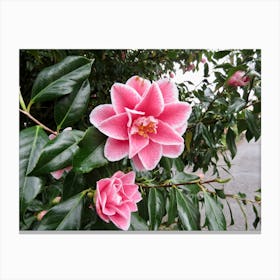 Frosty Camellia pink flowers Canvas Print