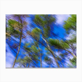 Blue Sky With Trees 202403031458126rt1pub Canvas Print