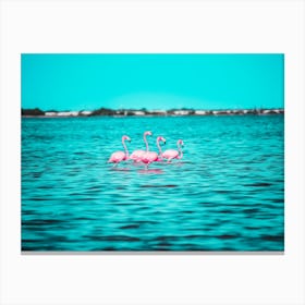 Pink Flamingos In Mexico Canvas Print