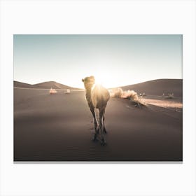 Landscapes Raw 20 Camel (Morocco) Canvas Print