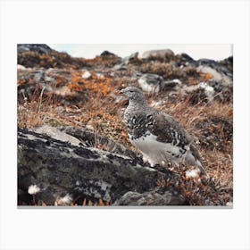 Ptarmigan In Alaska Canvas Print