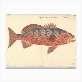 Unidentified Fish, Luigi Balugani (16) 1 Canvas Print